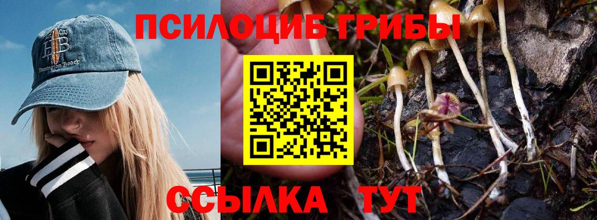 Галлюциногенные грибы Psilocybe Стерлитамак